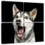 Husky de Sibérie Brampt Surpris-109133707