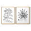 Reproduction encadrée de qualité supérieure B&W Plant Speciment IX - prête à être accrochée - aucun clou requis - aucun clou requis-1127177924-1127177930