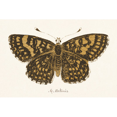 Antique Butterfly II by Wild Apple Portfolio - Wrapped Canvas Painting