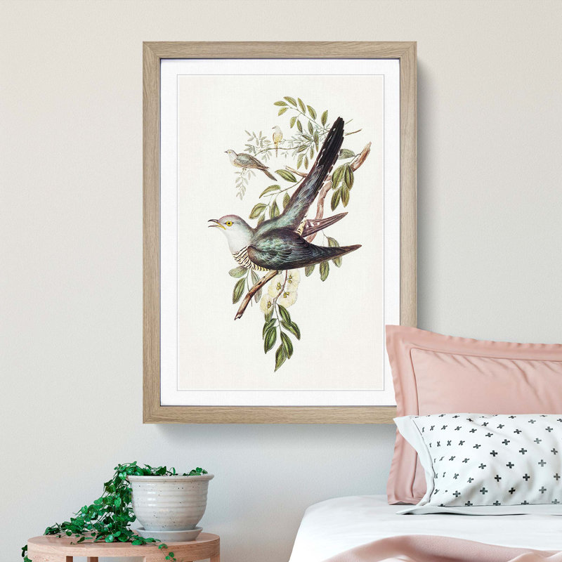 Australian Cuckoos by Elizabeth Gould - Framed Print, 45cm H x 33cm W x 2cm D, Oak Framed