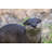 Standing Otter