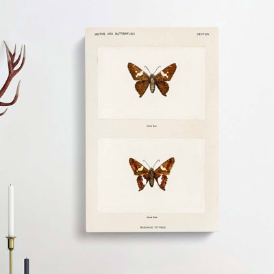 Silver-Spotted Skipper Butterfly by S.F. Denton - Wrapped Canvas