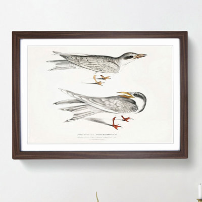 Illustration of Tern Birds by John Edward Gray - Picture Frame Painting Print