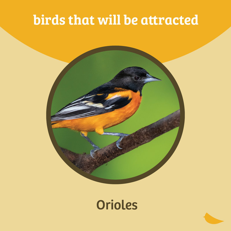 Orange and Black Polycarbonate Oriole Feeder with Heart Ornament