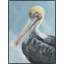 Feathers II Print by Ann Duffy-1235470874