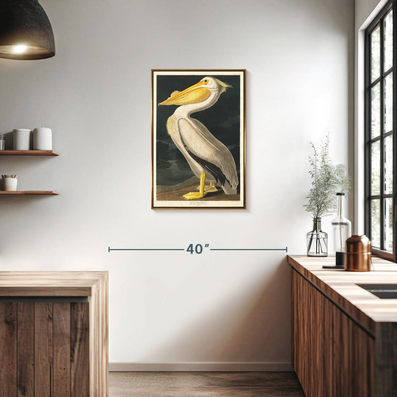 Pélican d'Amérique des oiseaux d'Amérique, Floating Frame Gold, 21 po x 31 po