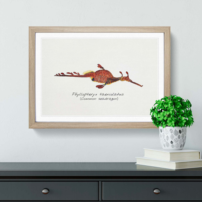 Illustration of a Common Seadragon by F.E. Clarke - Picture Frame Painting Print, Oak Framed, 27cm H x 36cm W x 2cm D