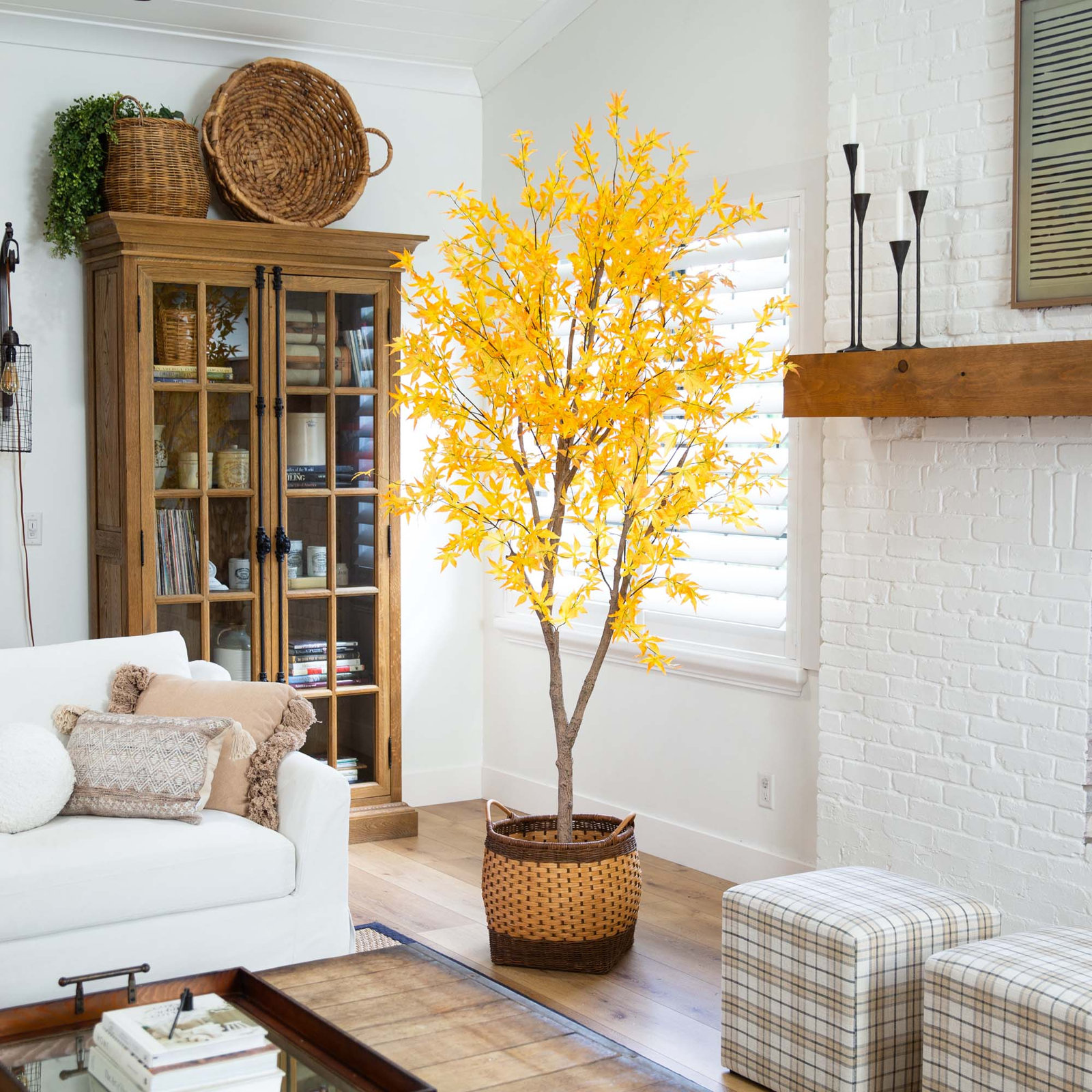 108" Maple Tree in Nursery Pot, 96" H x 46" W x 46" D