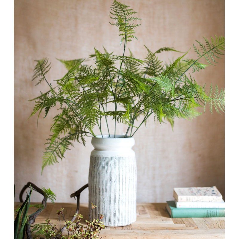 Plantes de la asparagus
