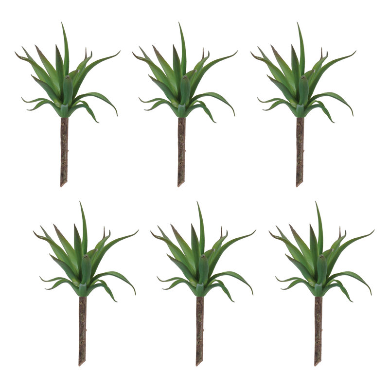 Plante grasse