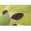 Tapis de cuisine kiwi Cucina