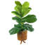 4-Foot Fig in Basket Stand