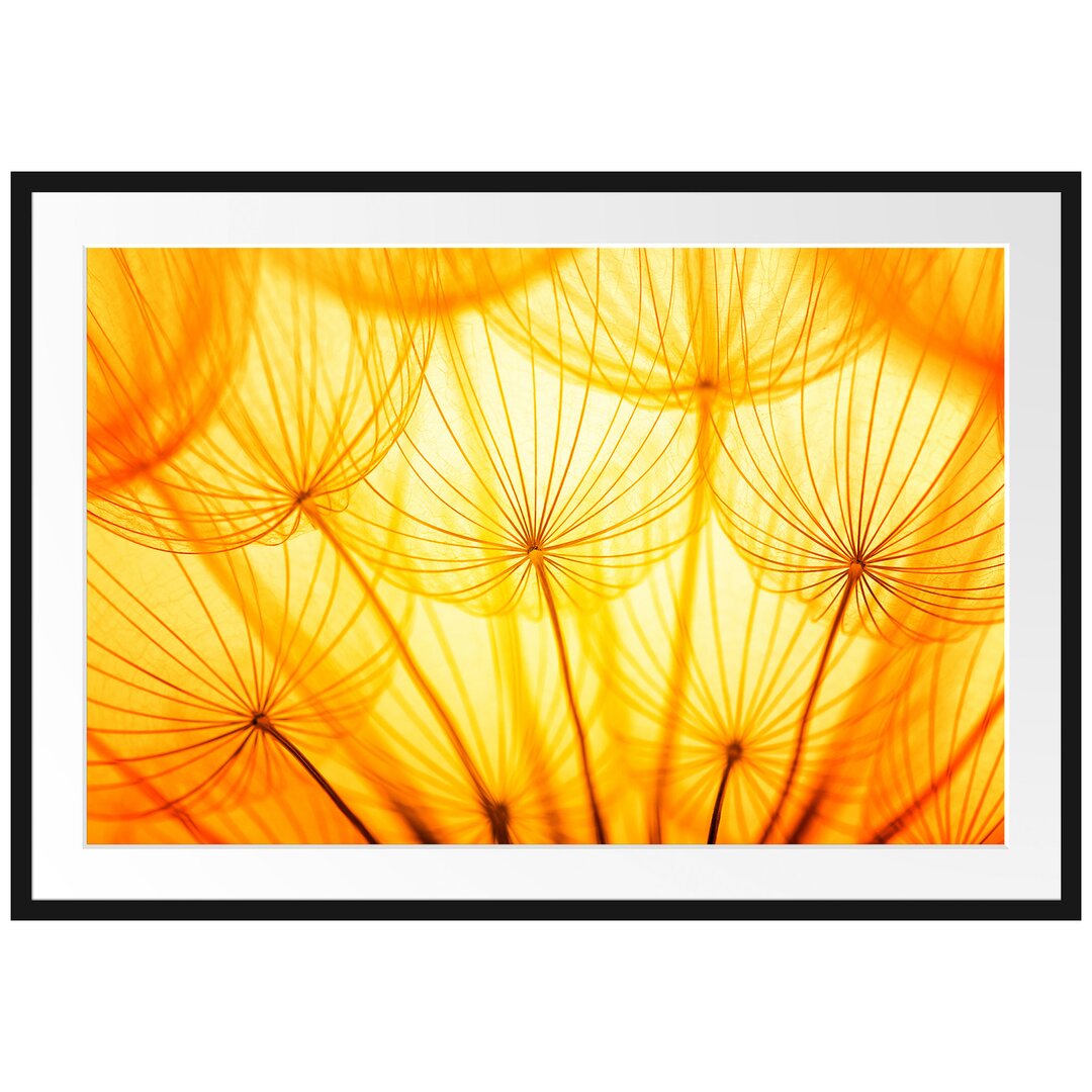 Gerahmtes Poster Pusteblumen oranges Licht