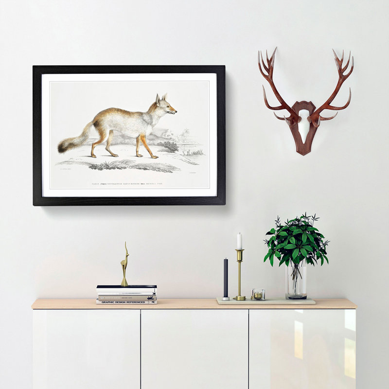 Bengal Fox by John Edward Gray - Single Picture Frame Painting, Black Framed, 45cm H x 63cm W x 2cm D
