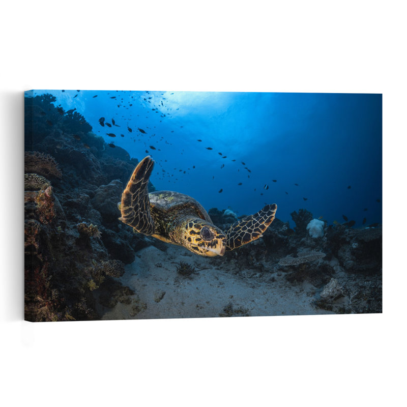 Swimming Hawksbill Turtle Serene Vibrant Fish Turtle Nature Ocean Wall Art Print 1 Piece Wrapped Canvas Wall Art