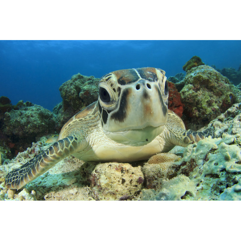 Green Sea Turtle by Serr Novik - Wrapped Canvas Print, 30cm H x 46cm W x 3.8cm D
