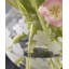 Spring Pansies Tonal Glass Table Vase