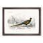 Pheasant Illustration by Charles D' Orbigny - Picture Frame Painting Print-55583018-55583019