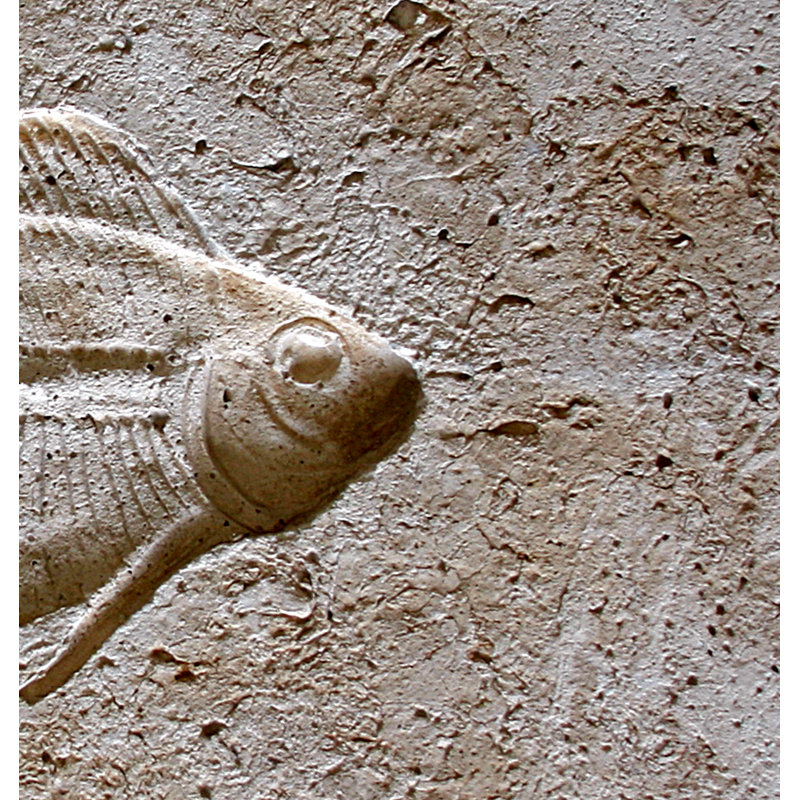 6" x 6" SeaStone Cement Fish Head Fossil Impression Bevel Edge Medallion Tile in Buff