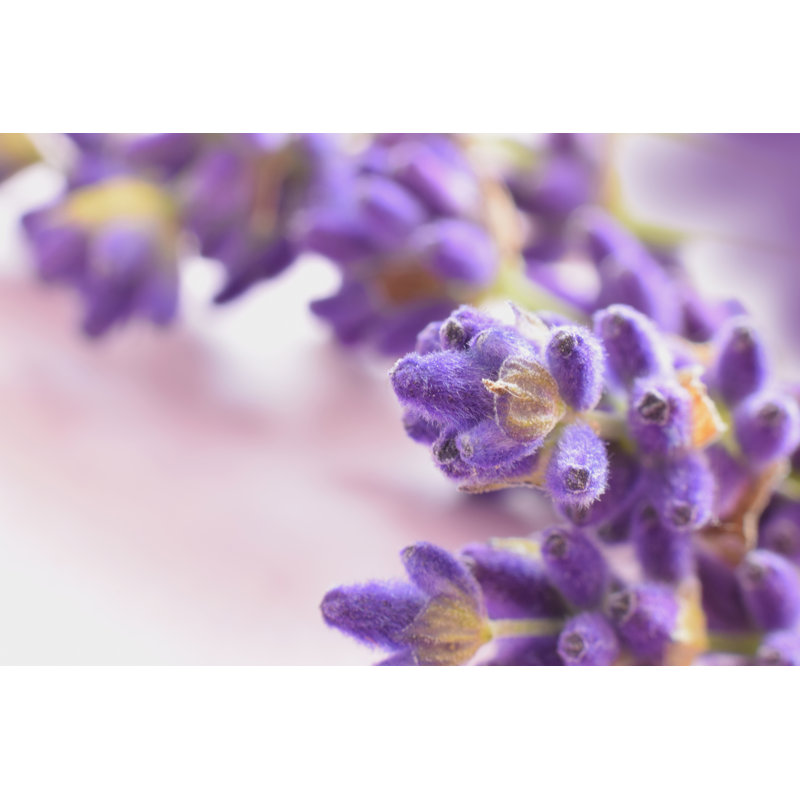 Lavender Flowers by IGraDesign - Wrapped Canvas Print, 20cm H x 30cm W x 3.8cm D
