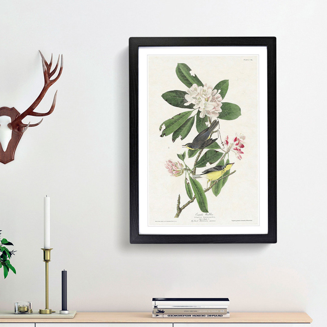Canada Warbler Birds by John Audubon - Framed Print