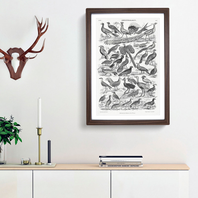 Ornithology Study of Birds LXX by Oliver Goldsmith - Picture Frame Drawing Print, 48cm H x 36cm W x 2cm D, Walnut Framed