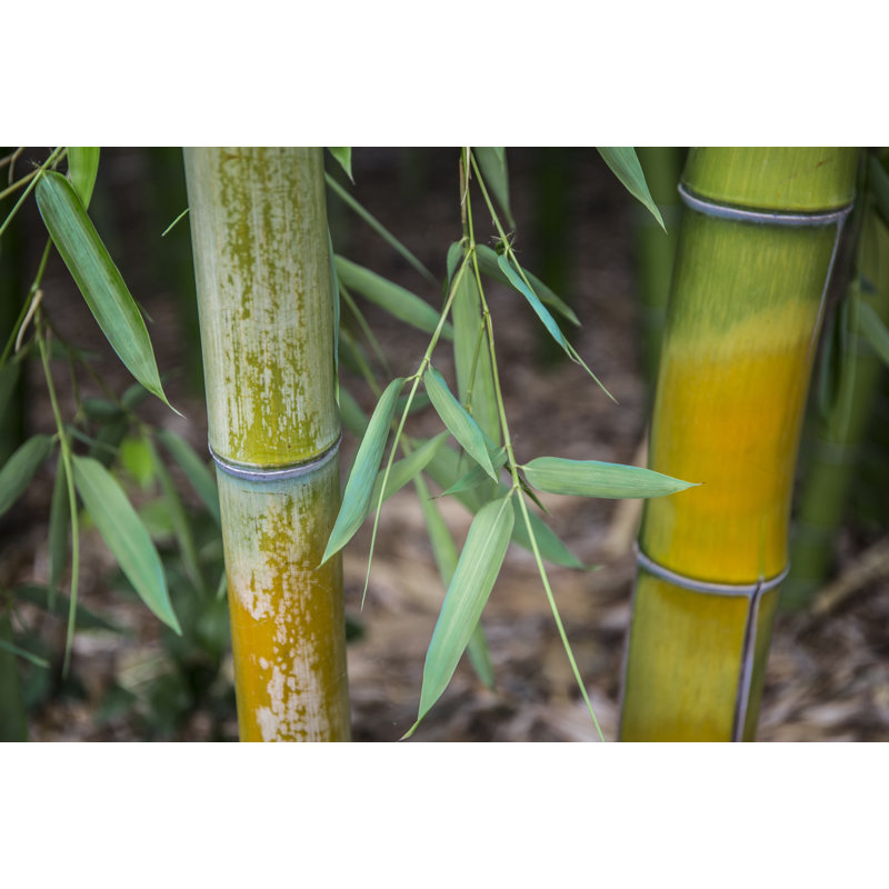 Bamboo Study 1 Piece Wrapped Canvas Wall Art, 81cm H x 122cm W