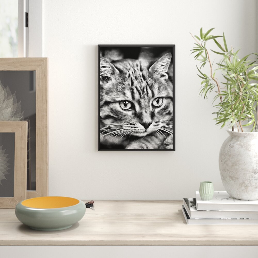 Gerahmtes Wandbild schöne Hauskatze