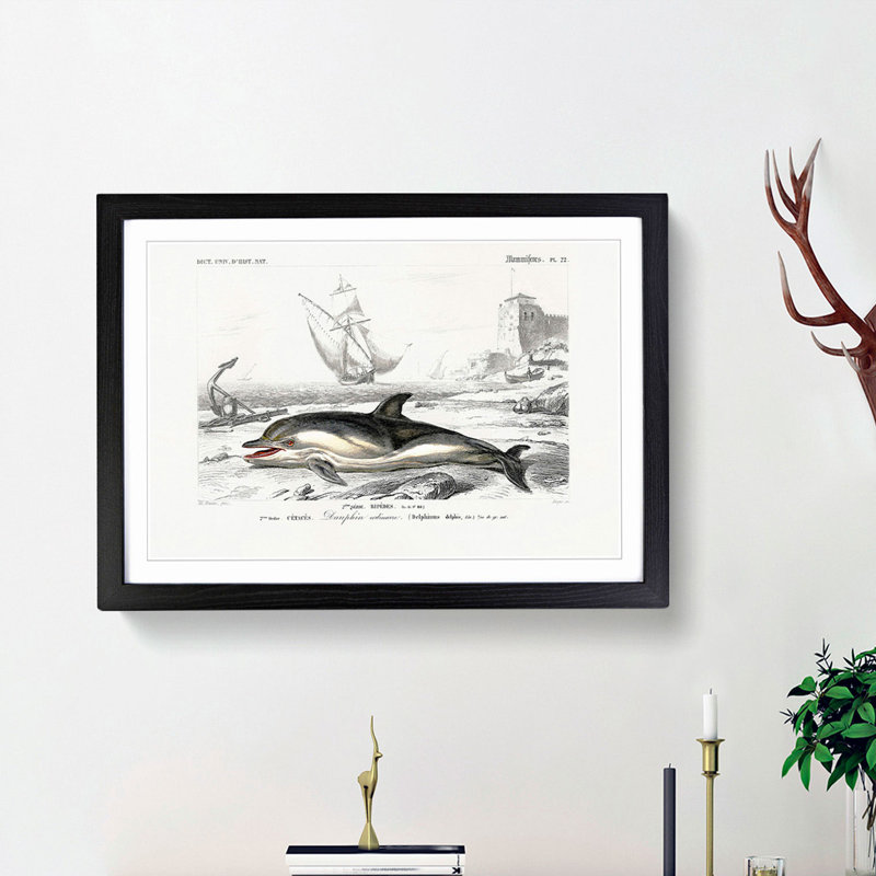 Beached Dolphin by Charles D'Orbigny - Single Picture Frame Painting, 33cm H x 45cm W x 2cm D, Black Framed