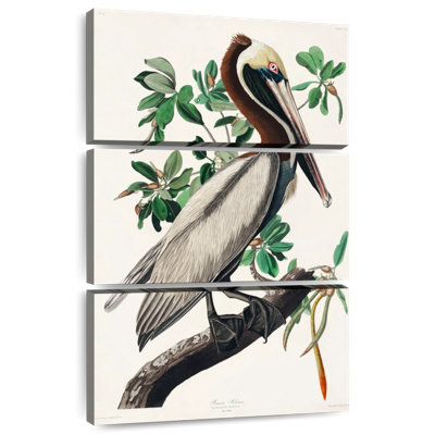 Brampt Brown Pelican II