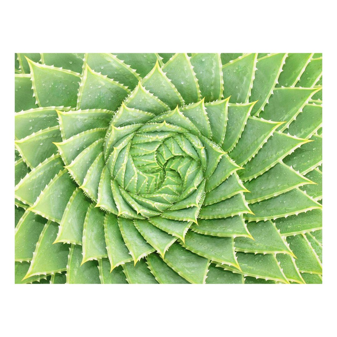 Glasbild Spiral Aloe