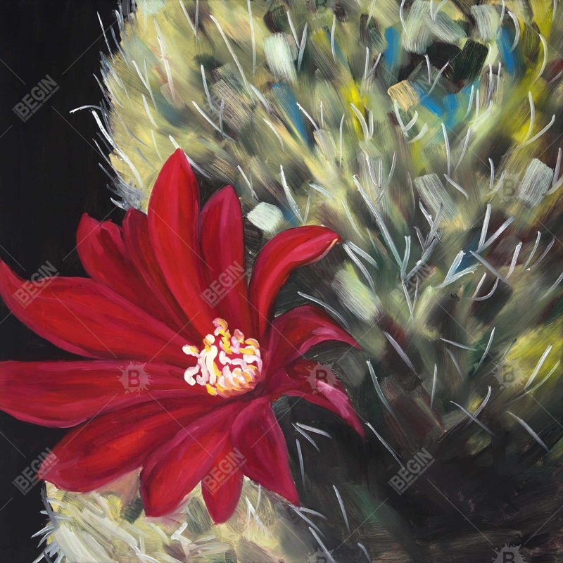 " Echinopsis Red Cactus Flower "