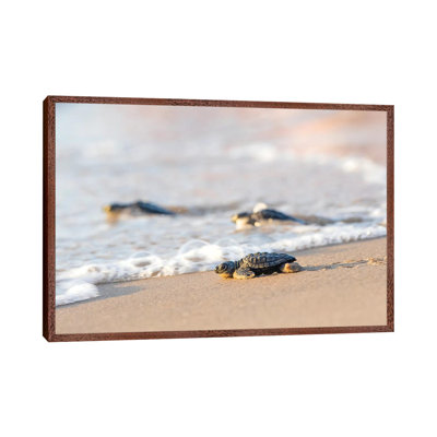 Kemp's Ridley Sea Turtle Hatchling I by Larry Ditto - Print on Canvas