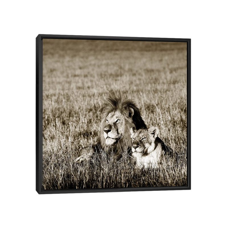 Contented Lion by Klaus Tiedge - Print on Canvas, Black Framed, 66.04 cm H x 66.04 cm W