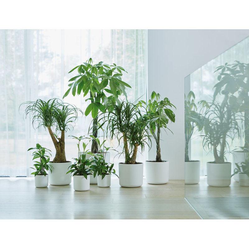 B.For Pot Planter, White, 20.4cm H x 22.3cm W x 22.3cm D
