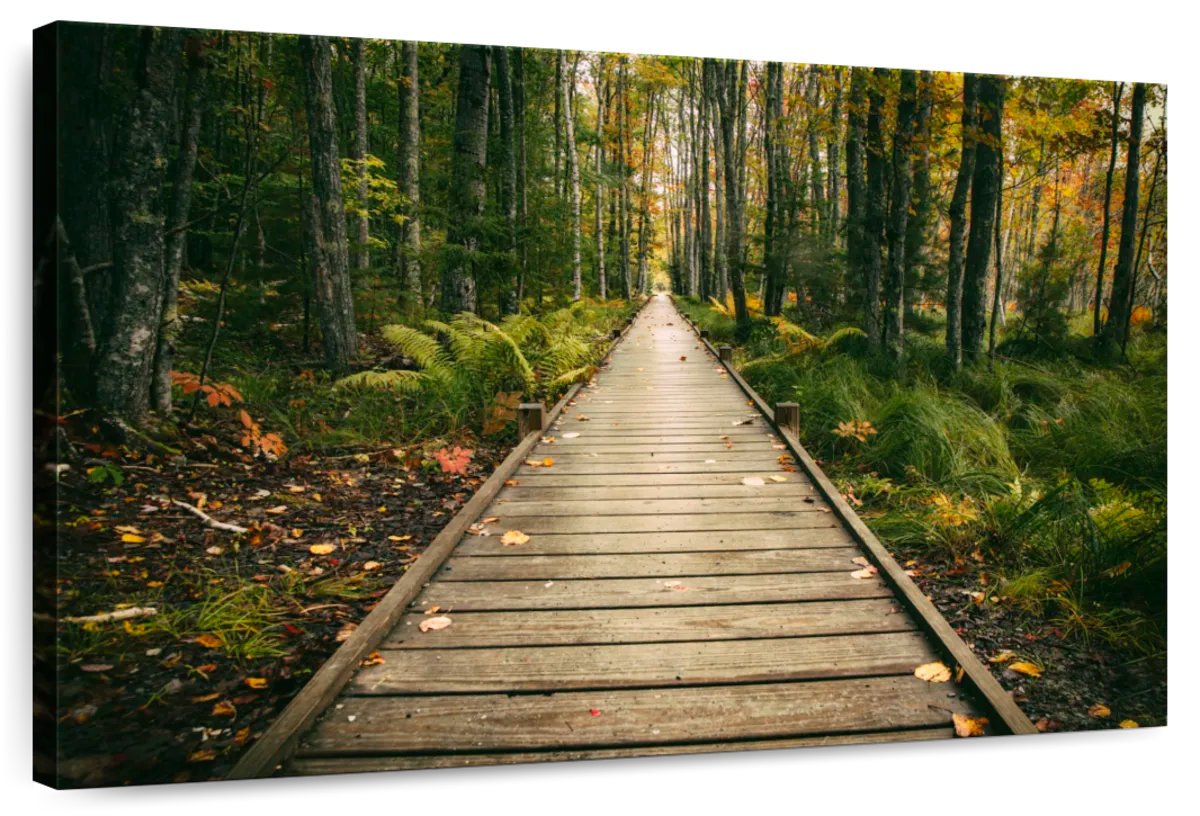 Millwood Pines Alvord The Wild Gardens Of Acadia National Park I | Wayfair