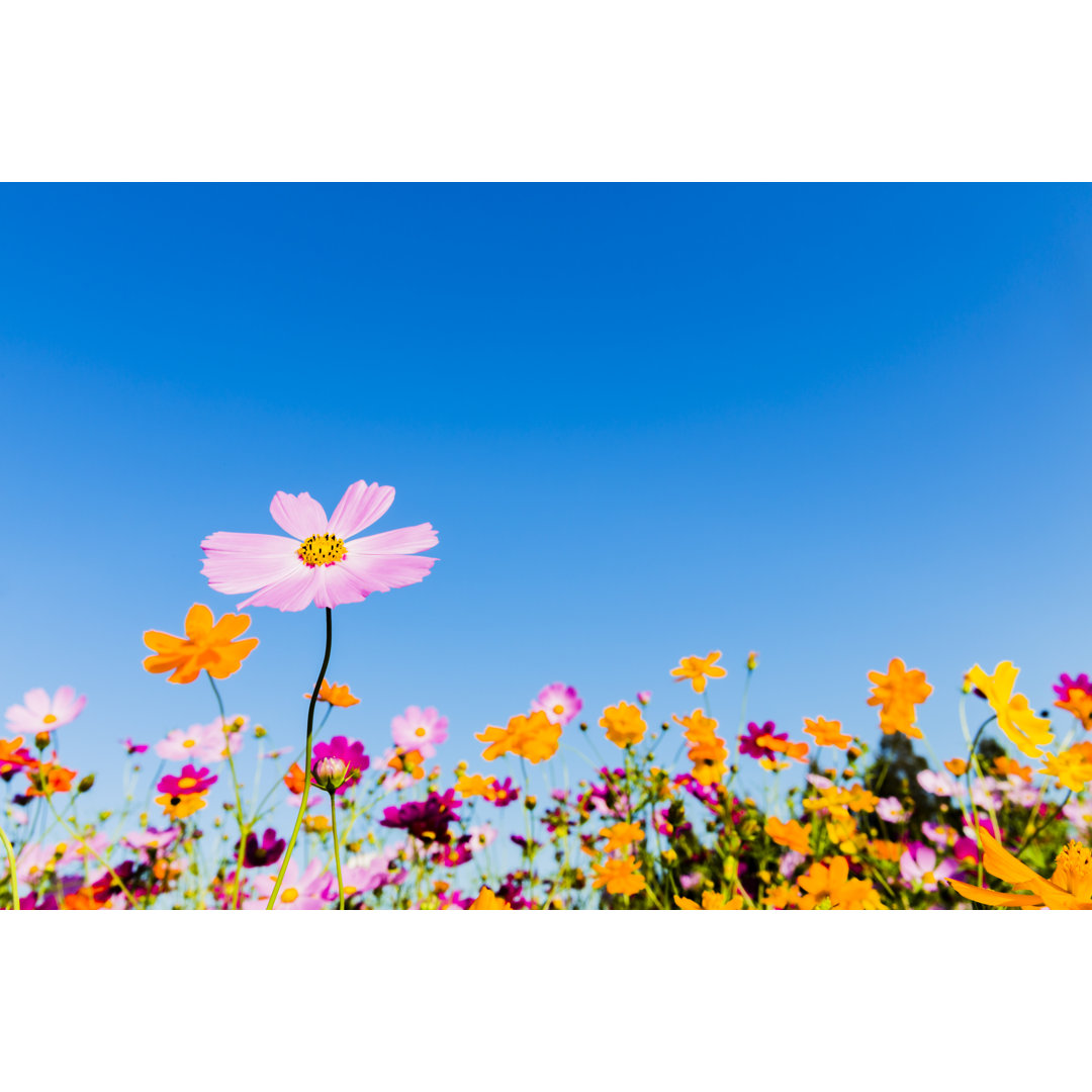 Cosmos Flowers von Ooyoo - Kunstdrucke auf Leinwand - Wrapped Canvas