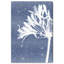 Cyan Bloom Print by Oliver Gal-997358692-997358706