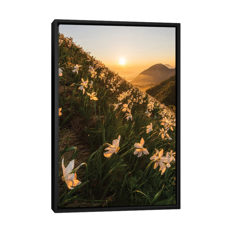 Daffodils by Ales Krivec - Print on Canvas, 66.04 cm H x 45.72 cm W, Black Framed