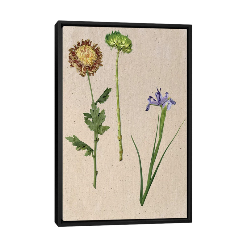 « pretty-pressed fleurs iii », reproduction d’impression sur toile tendue, H 26 po x l 18 po x P 1,5 po, Pas de tapis
