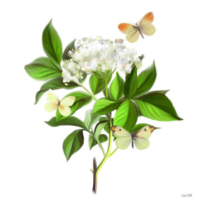 Fleurs sauvages et papillons II