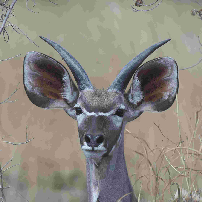 Young Kudu - reproduction sur toile tendue, H 20 po x l 20 po