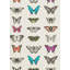 Papilio Wallpaper-50900175