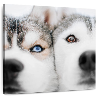 Crowle Husky Faces