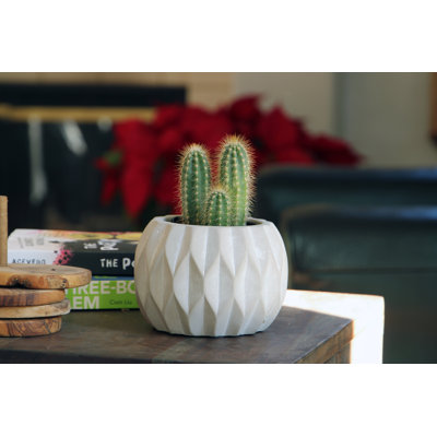 Mini pots de fleurs en béton à motif diamant tourbillonnant (lot de 12) - Intérieur/Extérieur
