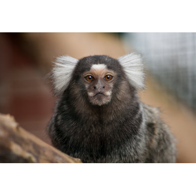 Common Marmoset - Photographie sur toile tendue