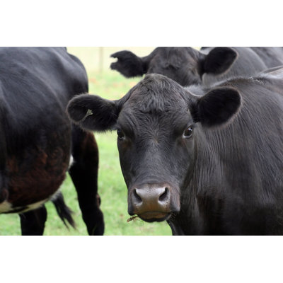 Contemplative Cow - Photographie sur toile tendue