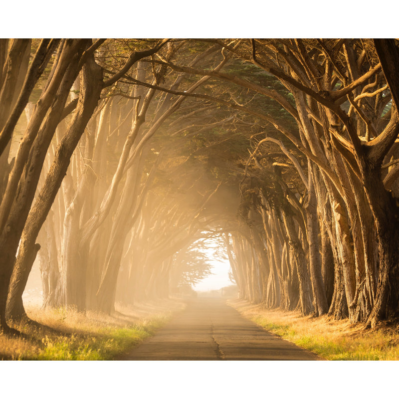Chemin couvert d'arbre, brume légère brumeuse, arche, jaune, H 24 po x l 36 po x P 1,5 po