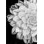 Bloom Print by Art Collector-26947373-26947377