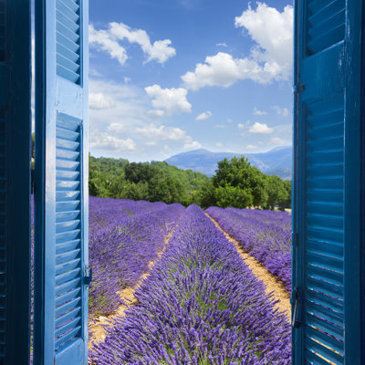 Lavender Field - Wrapped Canvas Print